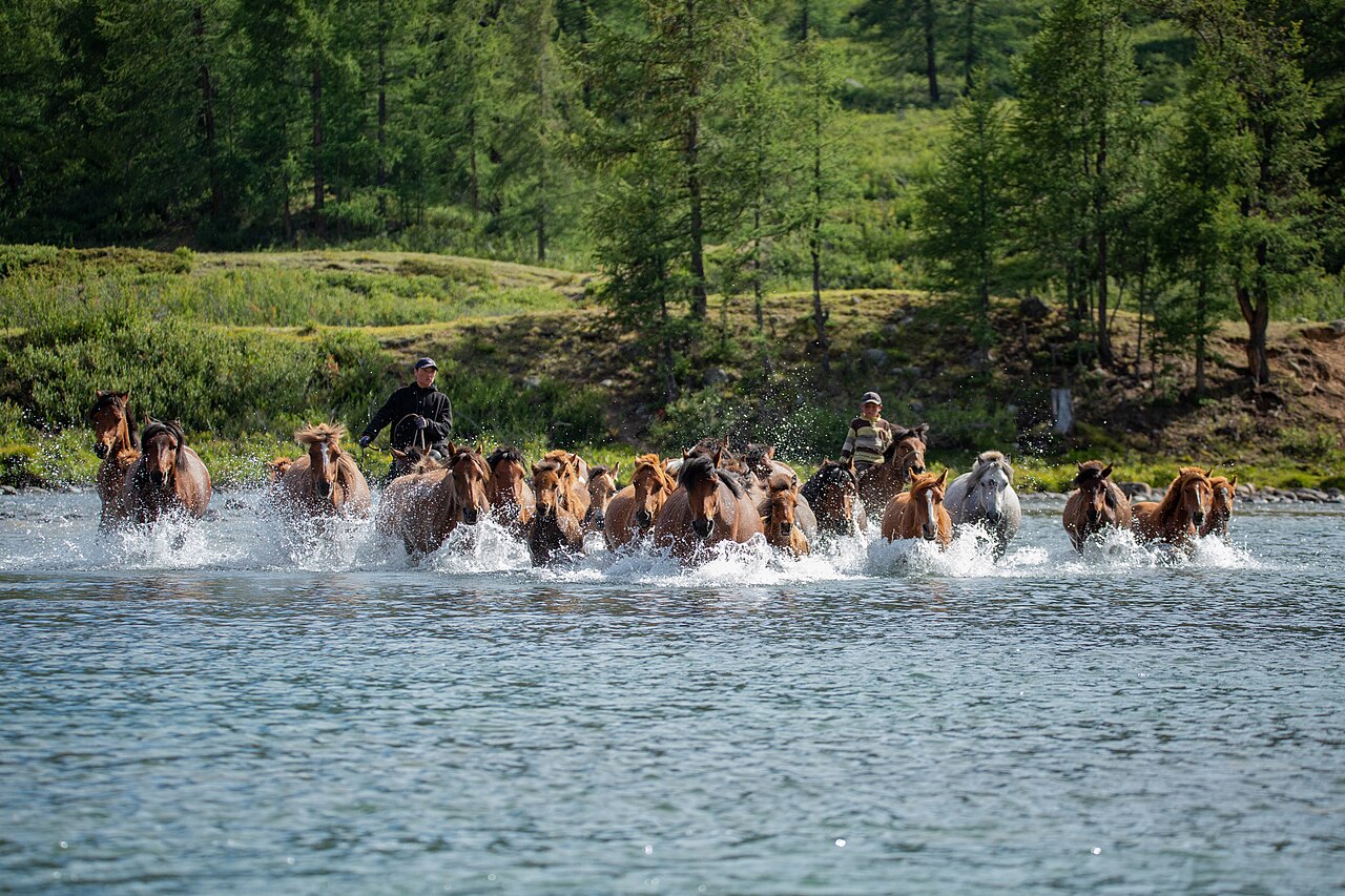 Horse herding in western Mongolia, 2022: a contemporary pastoral scene.